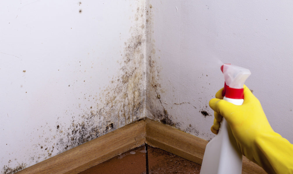 Mold in the kitchen