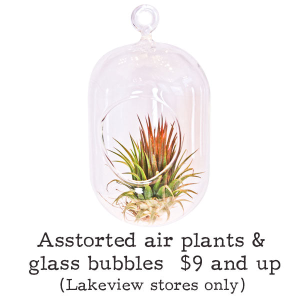 air_plants