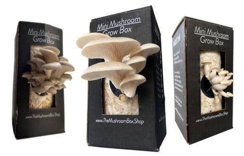 Our beautifully designed, all-inclusive grow boxes come pre-colonized with high-quality mycelium, eliminating the complexity of traditional mushroom cultivation. Simply follow our easy instructions (no experience necessary!), and witness the magic of fresh mushrooms flourishing right in your home!