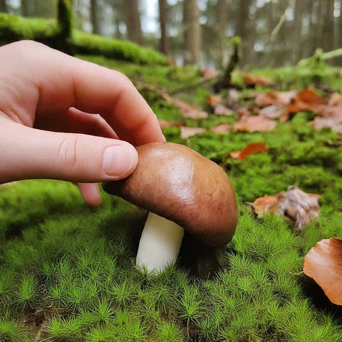 picking a mushroom