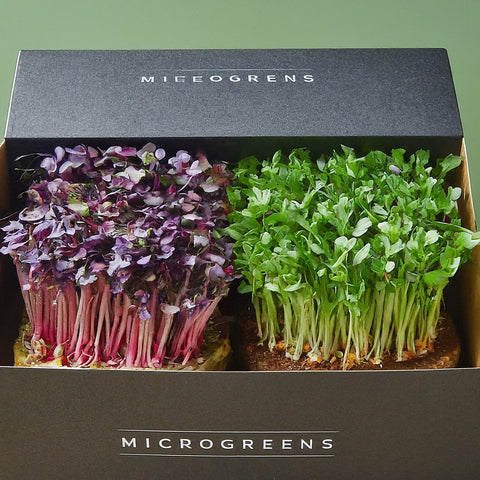 microgroon box