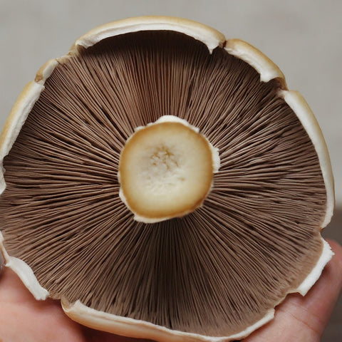 gills of a mushroom