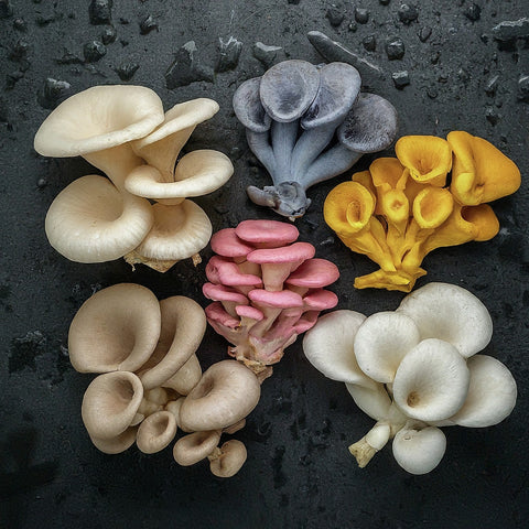 range of oyster mushrooms strains