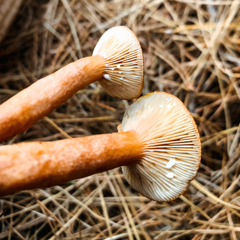 gypsie - Identifying Mushrooms - Wild Mushroom Hunting