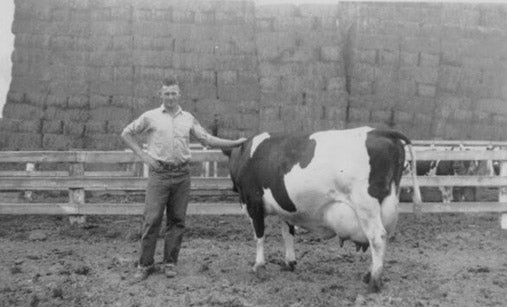 cow-image-dave-grandpa-cropped