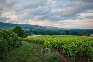 vineyard-6399505_1280.jpg