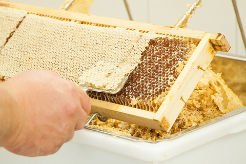 Honigwaben werden entdeckelt - Honigherstellung