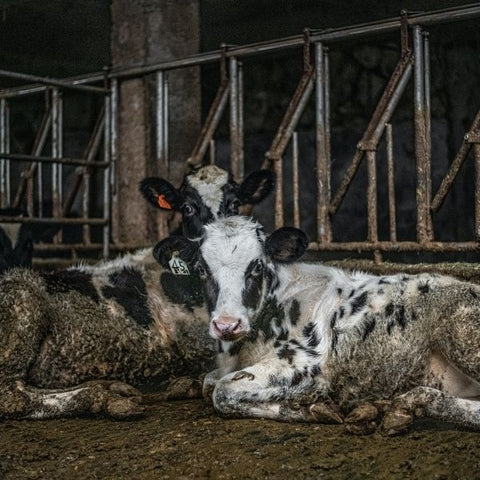 Livestock: tagged cows in a cow barn