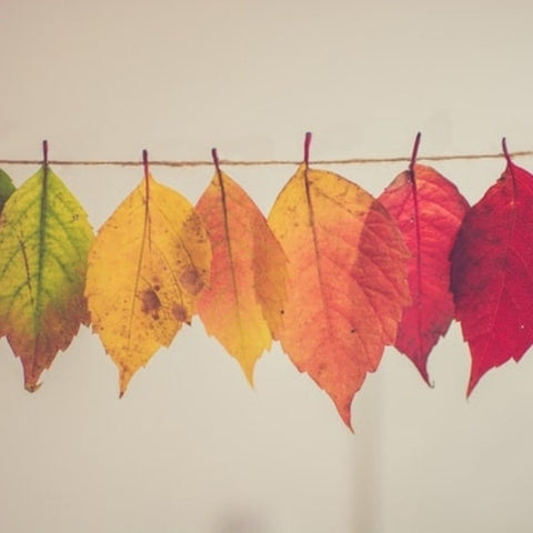 Autumn leaves hanging