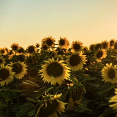 Image of lots of pretty sunflowers in a sunny field