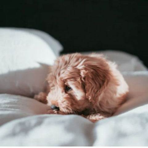 Image of a cute fluffy puppy lying on a bed