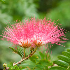 Image: Product Ingredient: BeautifEye from the persian silk tree