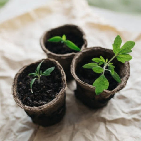 Tiny cardboard plant pots with baby shoots showing