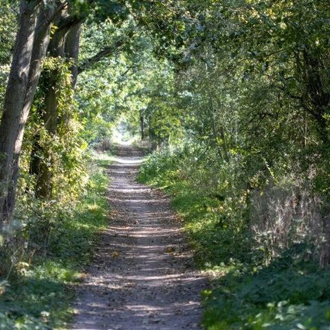 A woodland walkway path with lots of greenery