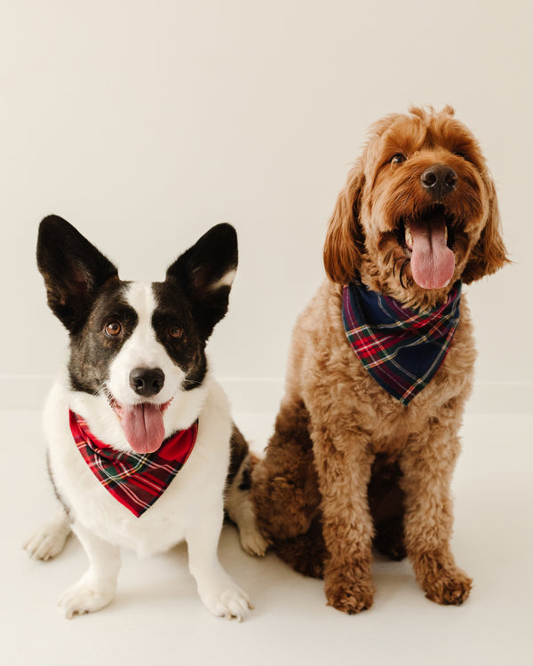 Windsor Tartan Dog Bandana