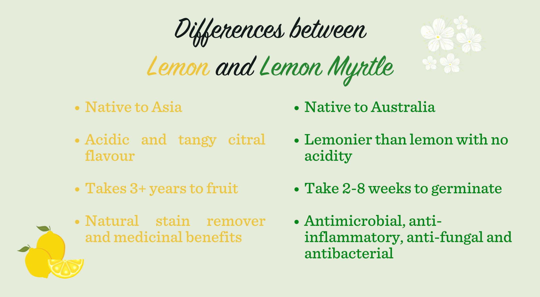 Lemon Myrtle vs. Lemon: Understanding the Differences and Benefits Lemon Myrtle Fragrance Australia graphic