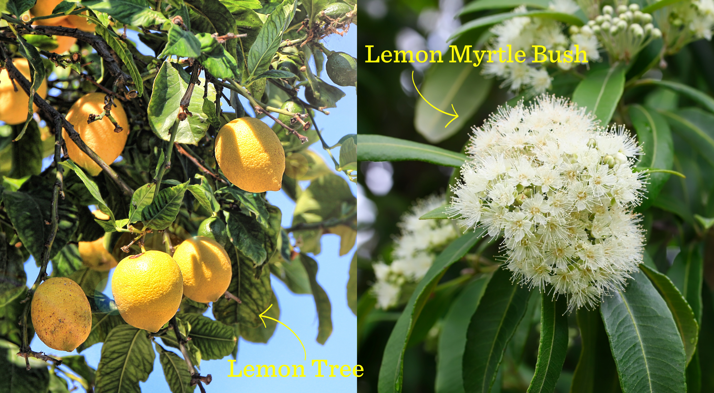 Lemon Myrtle vs. Lemon: Understanding the Differences and Benefits Lemon Myrtle Fragrance Australia lemon and lemon myrtle plant comparison