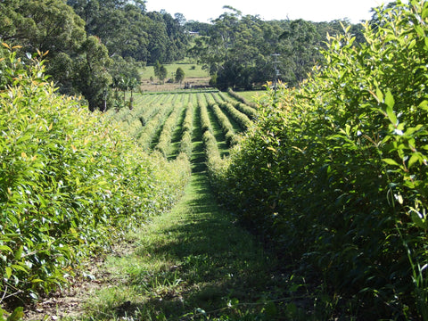 Lemon Myrtle Farm