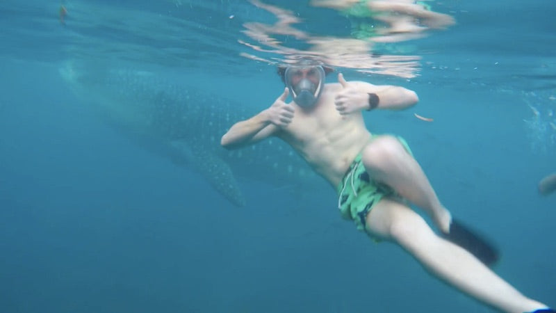 Whale Shark Encounter in Cebu