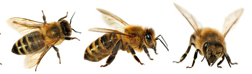 Amazing facts about honeybees