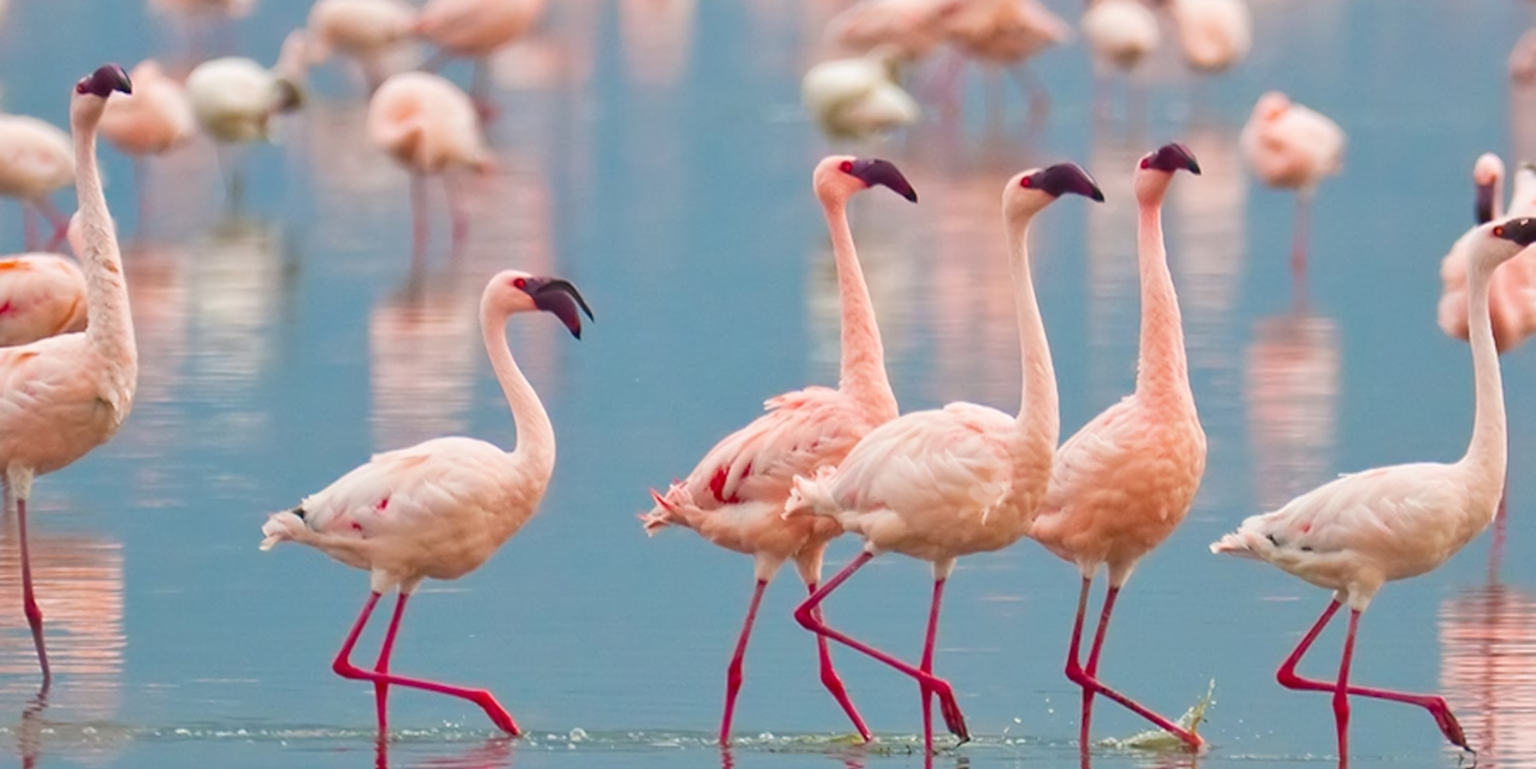 Amazing facts about Flamingo
