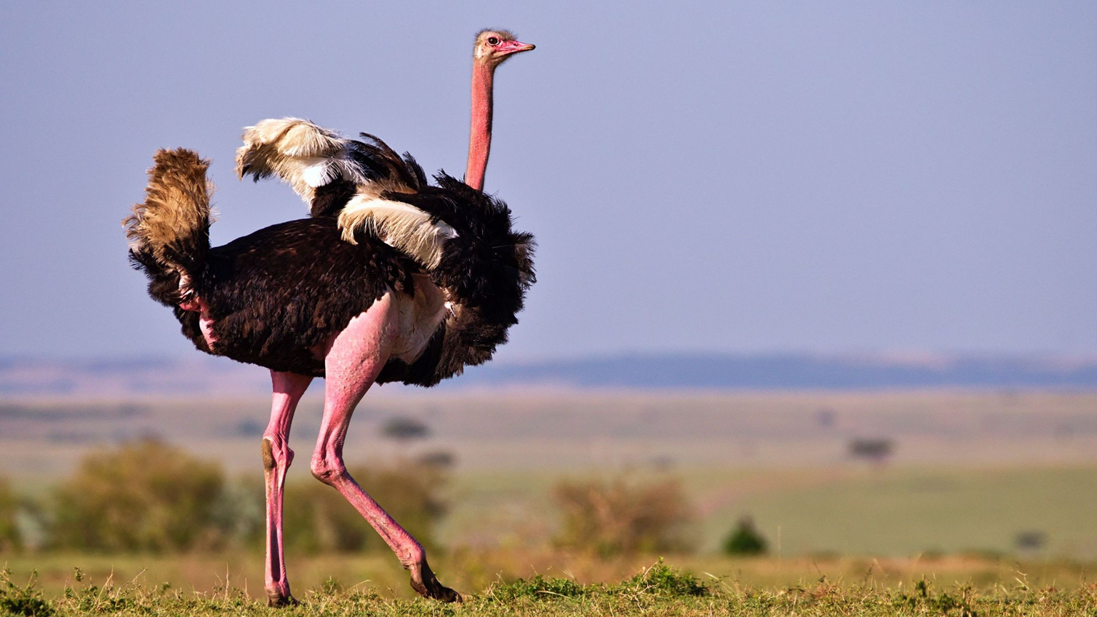 Amazing ffacts about Ostrich