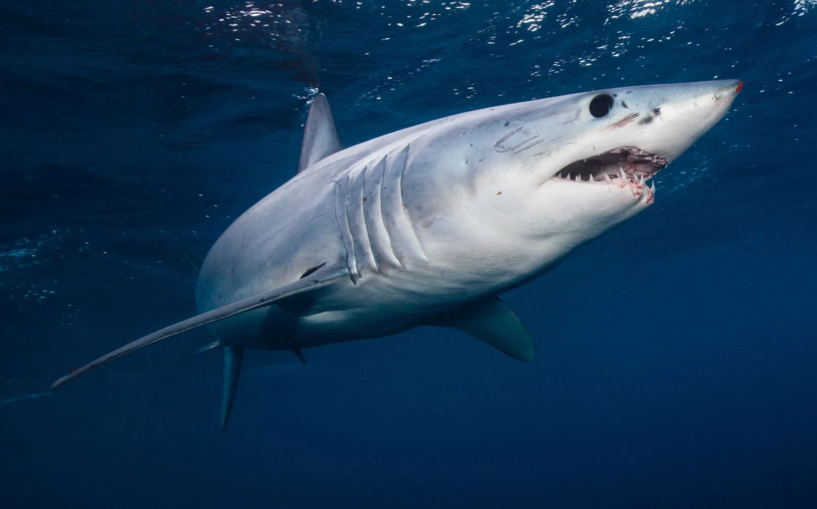27 Amazing facts about sharks
