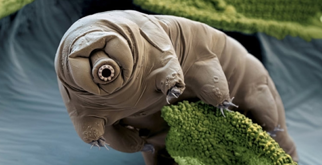 Amazing facts about tardigrades