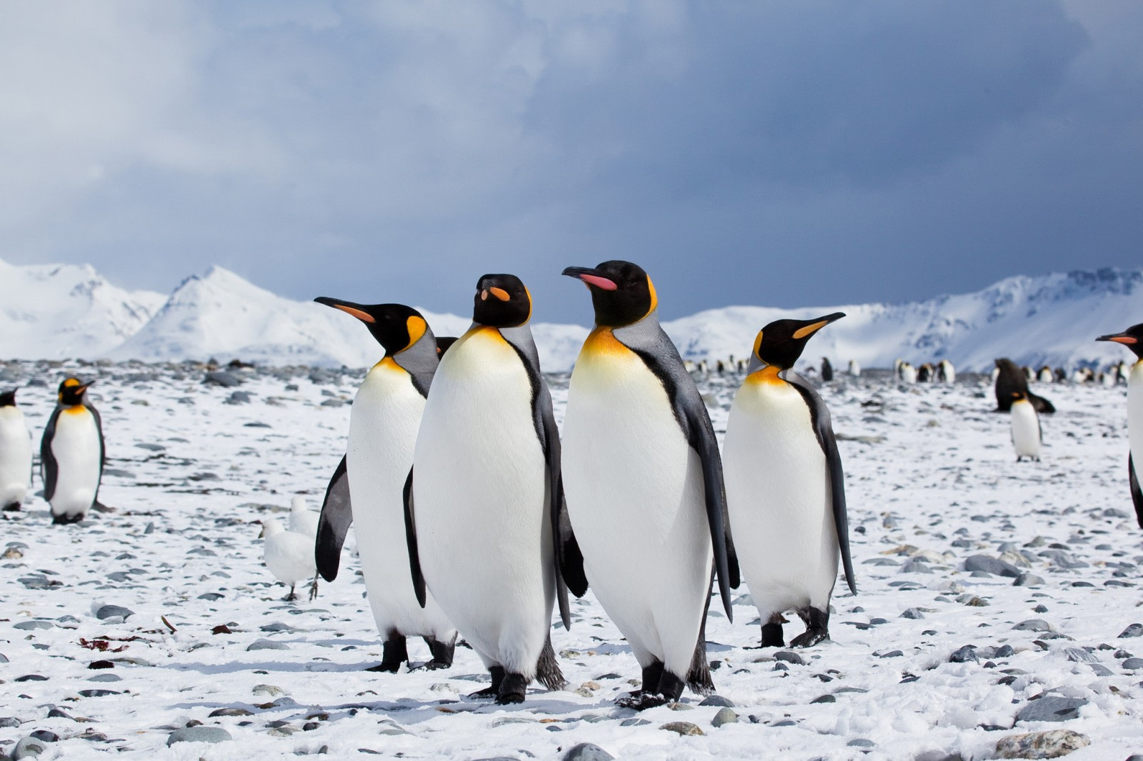 Amazing facts about penguins