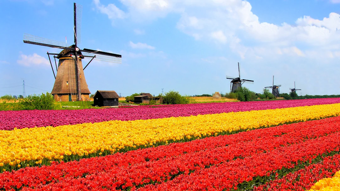 30 Amazing facts on Netherlands