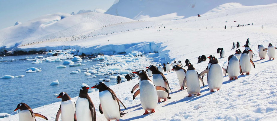 Amazing facts about Antarctica