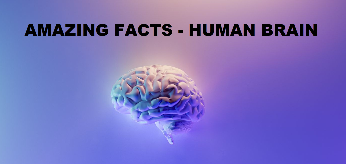 25 Amazing facts about the human brain