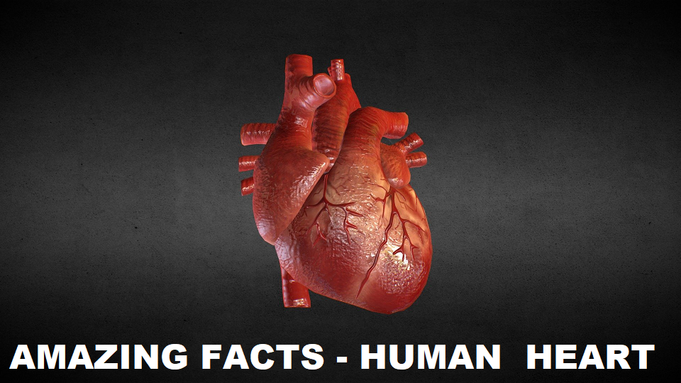 Amazing facts about the human heart