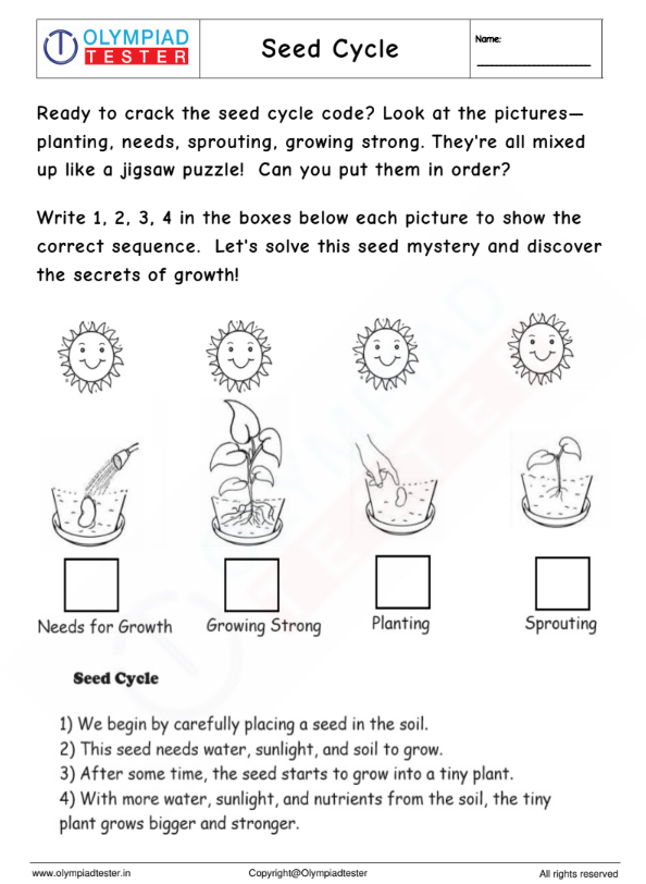 Kindergarten EVS Worksheet - Seed Cycle