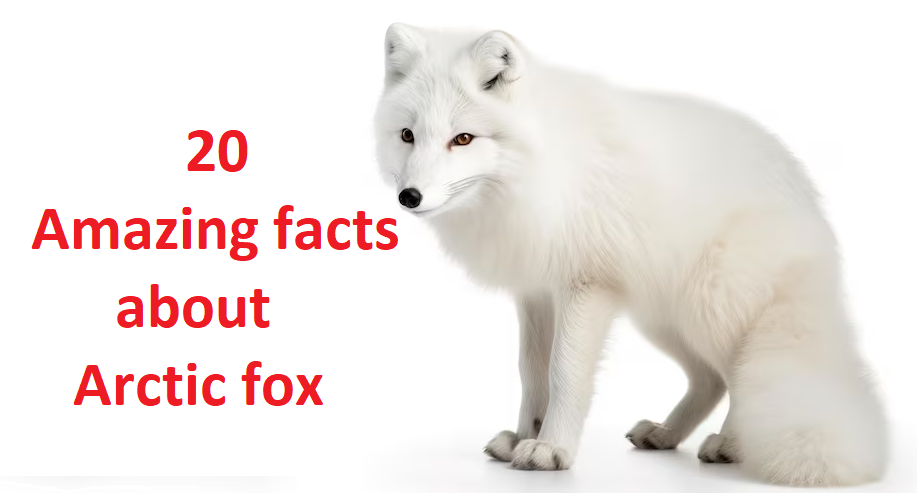 20 Amazing facts about the Arctic fox