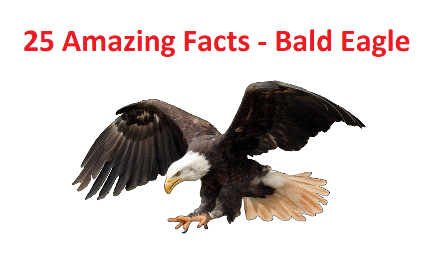 25 Amazing facts about the Bald Eagle