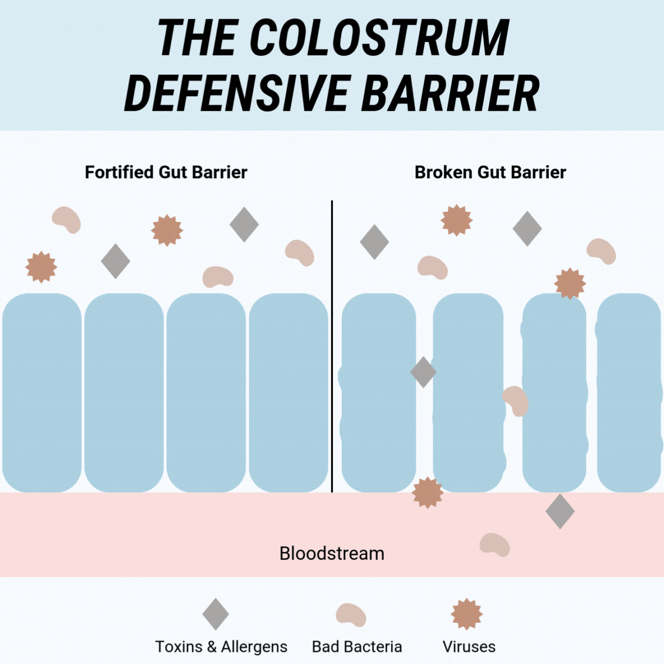 Colostrum-Gif-CholestMD-Graph