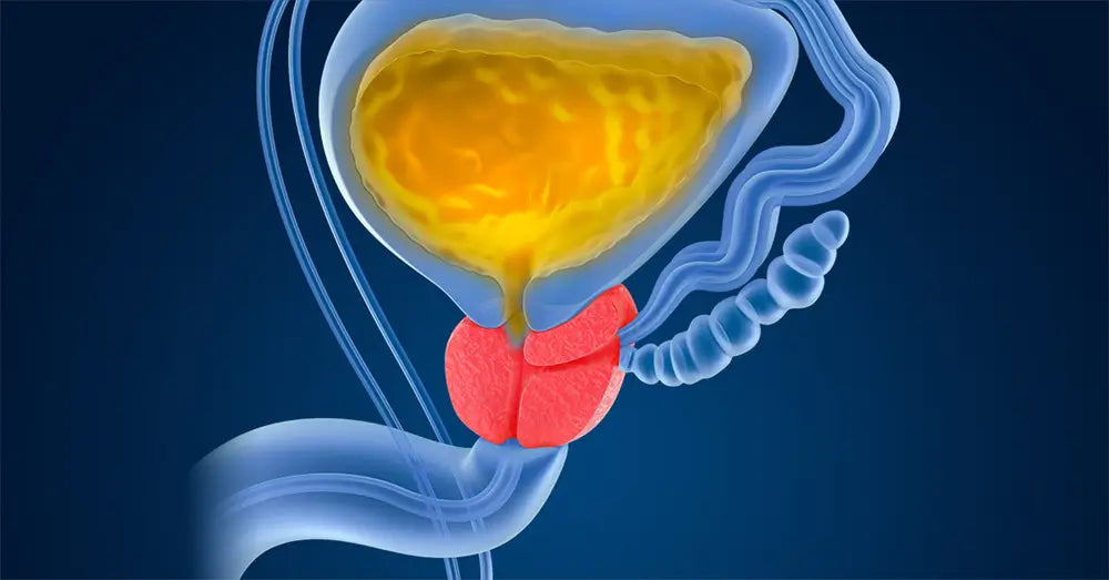 illustration of bladder and prostate