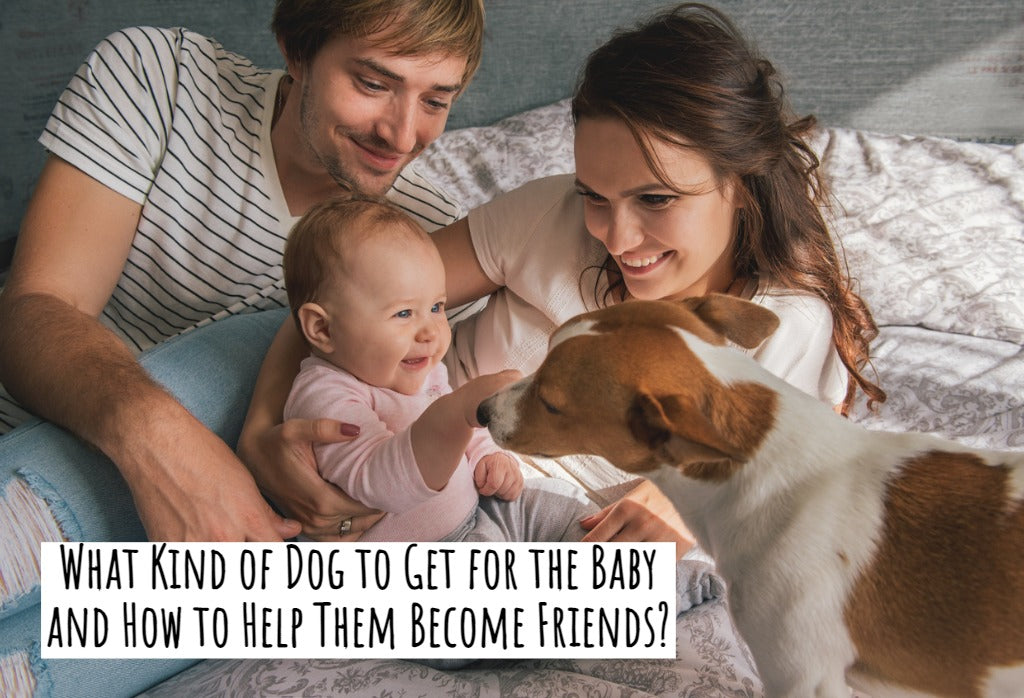 What Kind of Dog to Get for the Baby and How to Help Them Become Friends?