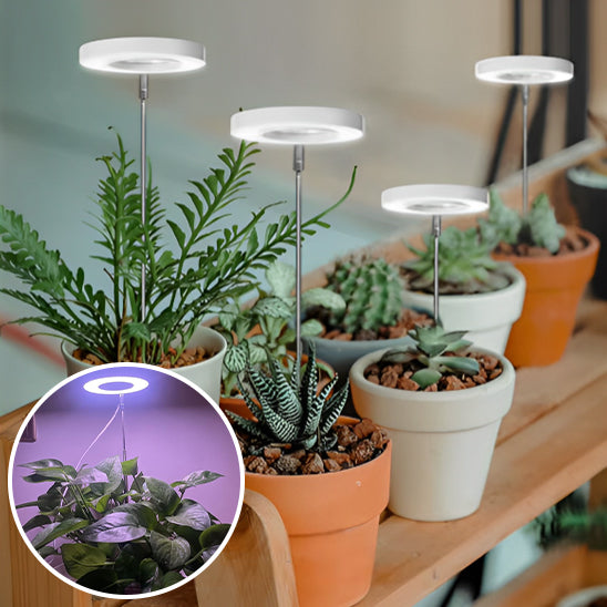 lampe-horticole-gasteria-soleil