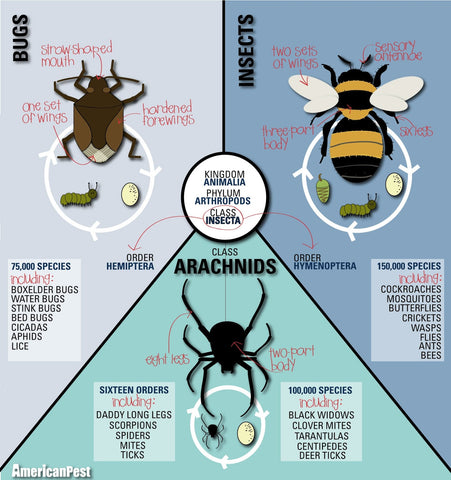 Bugs, Insects and Arachnids - Yes there is a difference