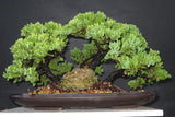 Juniper procumbens nana