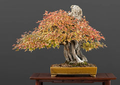 Trident Maple outdoor bonsai