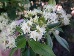 Brush Cherry Flowers