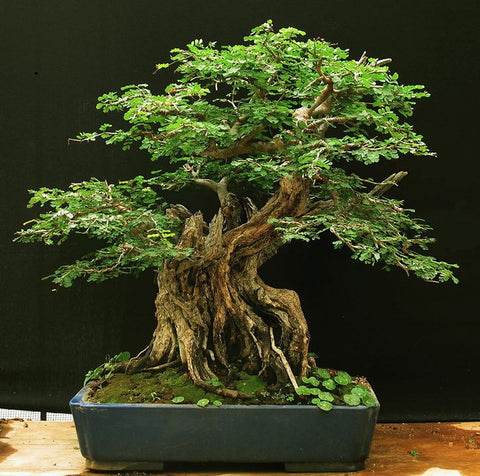 Campeche make stunning bonsai trees