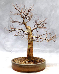 Chinese Elm in Winter