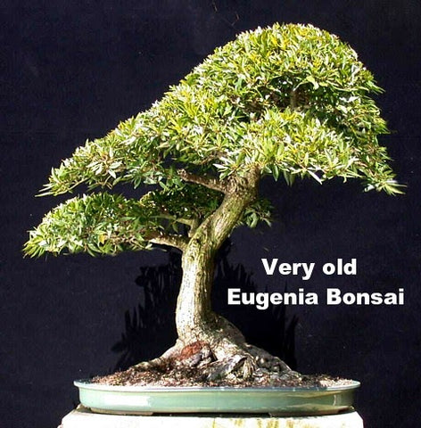 Brush Cherry Bonsai - Eugenia