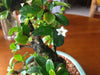 Close up of Fukien Tea flowers and Leaves