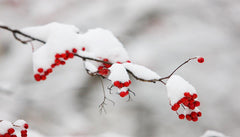 Our winters are too cold for many bonsai