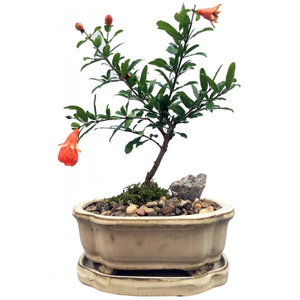 Want a weekend project!? Make your own Bonsai Zen garden with supplies from  Rooted! Transform a miniature umbrella tree into your own scu